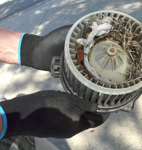 About Air Duct Mice Removal in Nederland, TX